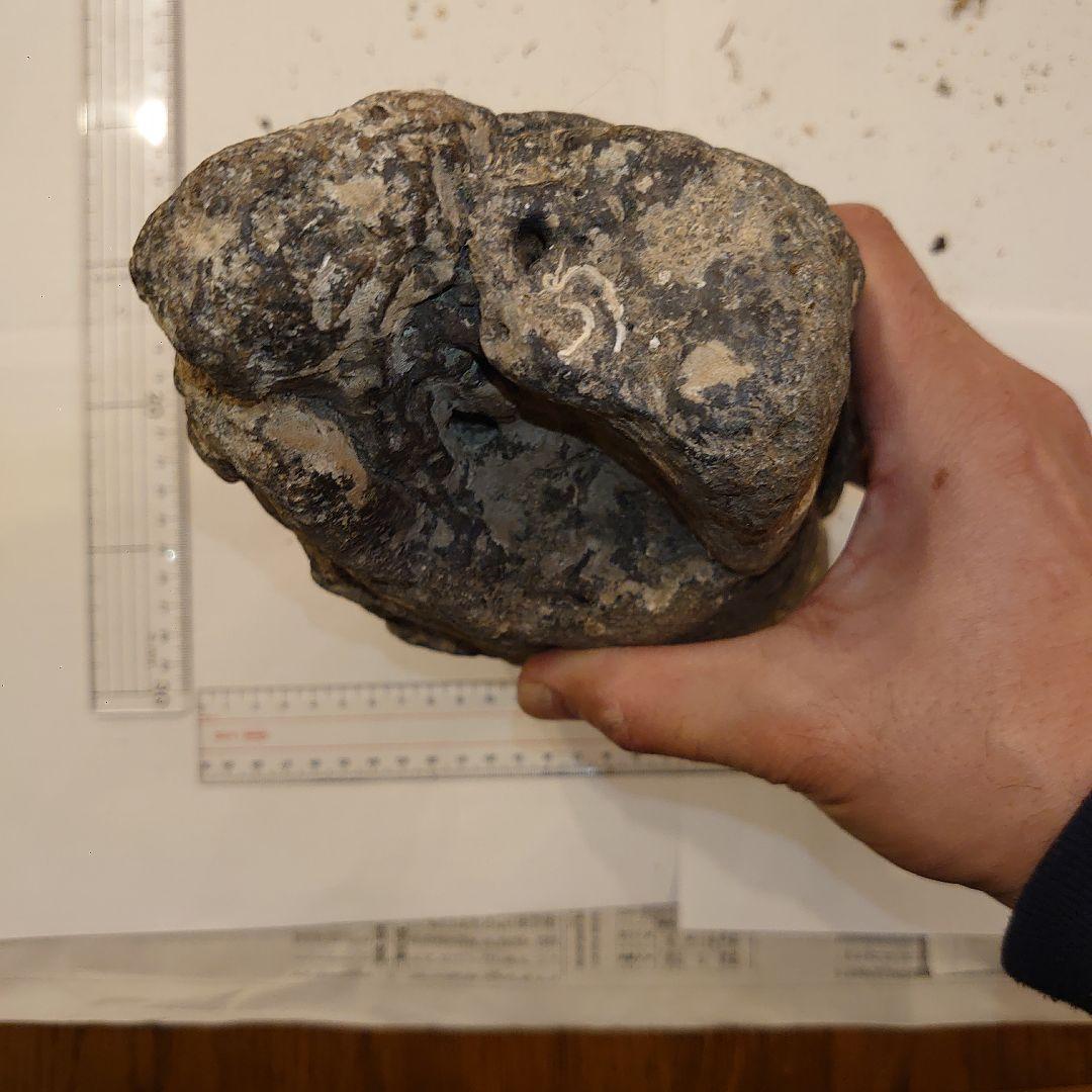 ナウマンゾウ　海上がり　化石　牙？